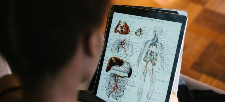 Person studying human anatomy on a tablet displaying detailed illustrations of organs and systems, with a focus on a state of blood vessels after 7 days without alcohol.